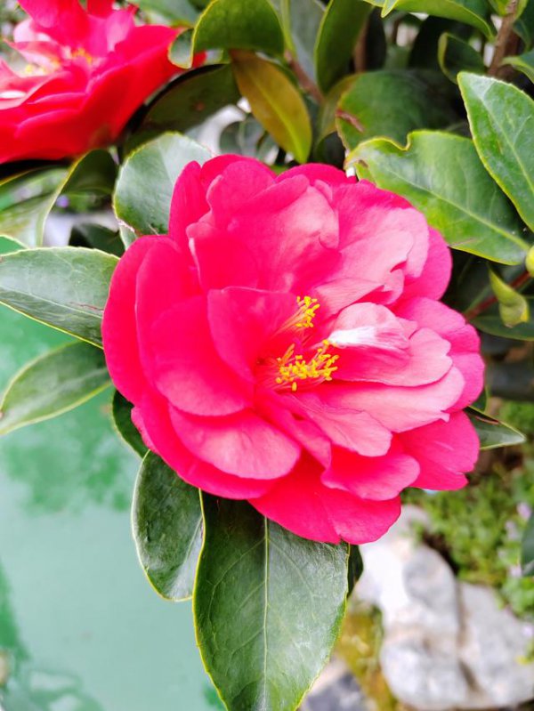 茶花代表什么象征意义
