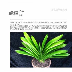 君子兰代表什么象征意义 君子兰象征意义何在