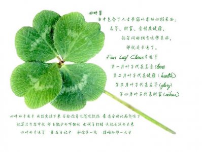 四叶草代表什么象征意义 四叶草的象征意义
