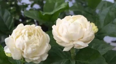茉莉花有几个花瓣 茉莉花有多少片花瓣？