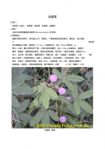 含羞草代表什么象征意义 含羞草的象征意义是什么？