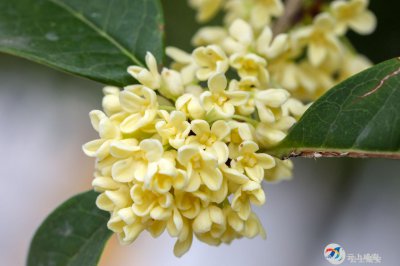 桂花有几个花瓣 桂花的花瓣数量是多少？