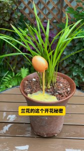 兰花几点开花时间 兰花几点开花时间
兰花开花时间是几点
