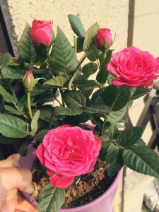 玫瑰花几点开花时间 玫瑰何时开花？
