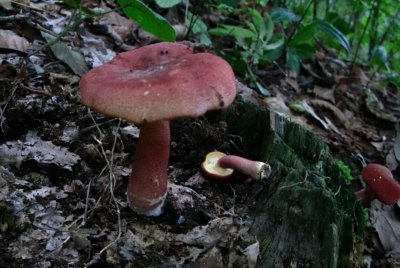 盘点农村常见的毒蘑菇 农村常见有毒蘑菇盘点