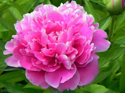 牡丹花在几点开花时间 牡丹花开花时间是什么时候？