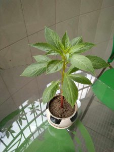 凤仙花叶子形状是什么 凤仙花的叶子形状特征是什么？
