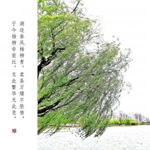 柳树代表什么象征意义 柳树的象征意义是什么？