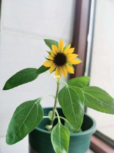 向日葵几点开花时间 向日葵开花时间是什么时候？