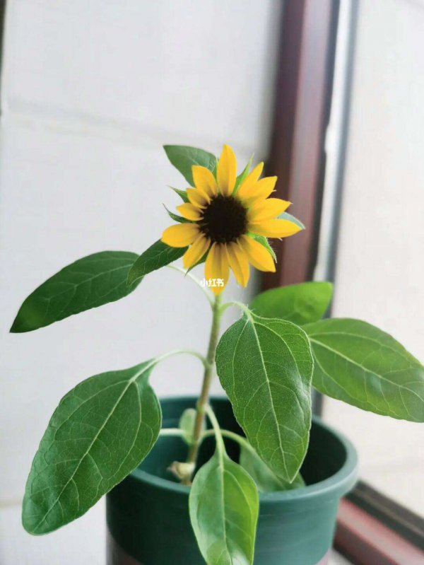 向日葵几点开花时间