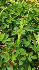 苜蓿草和苜蓿菜一样吗 苜蓿草与苜蓿菜有什么区别？