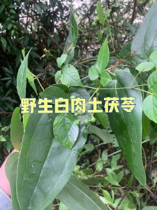 茯苓和土茯苓一样吗 茯苓和土茯苓有什么区别？