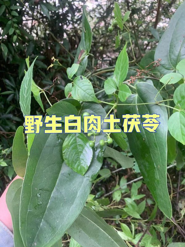 茯苓和土茯苓一样吗