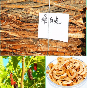 桑树皮和桑白皮一样吗 桑树皮和桑白皮有什么区别？