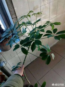 鸭掌木的繁殖方法及季节 鸭掌木繁殖季节和方式