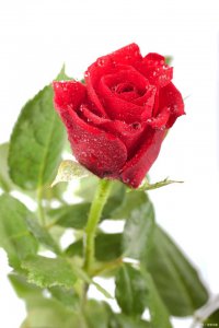 代表唯一的花是什么花 唯一代表的花种