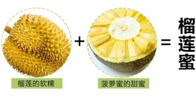 菠萝蜜和榴莲一样吗 菠萝蜜与榴莲有何相同之处？