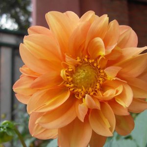 小丽花是一年生还是多年生 小丽花是单年生还是多年生？