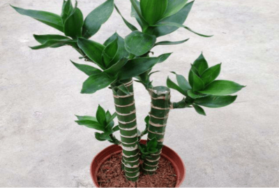 观音竹和莲花竹一样吗 观音竹与莲花竹相似吗？