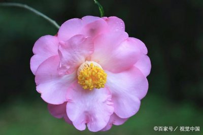 代表射手座的花朵什么花 射手座代表的花朵是什么？