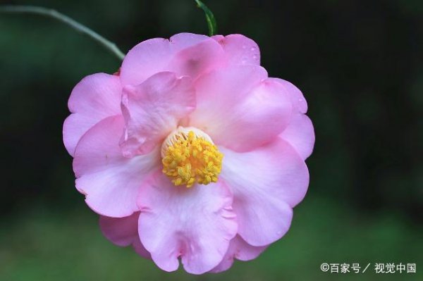代表射手座的花朵什么花