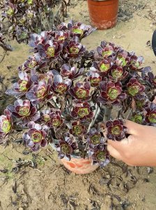 多肉法师怎么度夏 多肉植物如何应对夏季高温