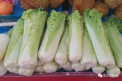 大白菜品种排名 大白菜品种排名榜单
大白菜品种排名统计