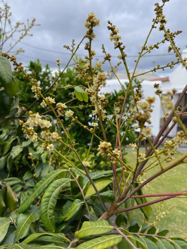 龙眼几月开花几月结果