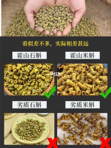 如何挑选铁皮石斛 如何选择优质铁皮石斛