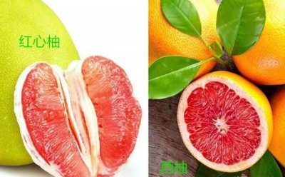 如何挑选西柚好吃又甜 挑选甜度适中的西柚
选择最甜的西柚果实