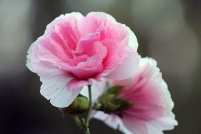 最漂亮的花是哪种花 哪种花最美丽？