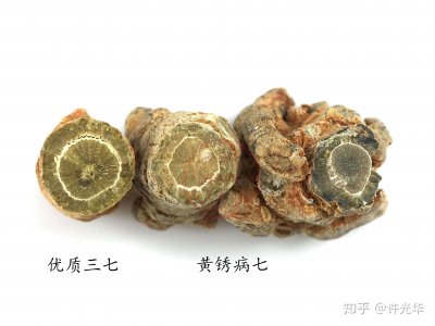 如何挑选三七的好坏 三七如何品质选择