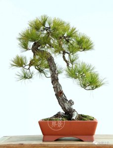 日本松树盆景品种排名 日本松树盆景品种排名列表