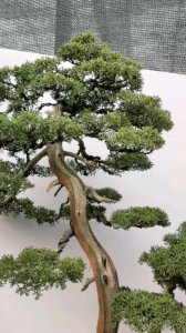 真柏品种排名 真柏品种榜单