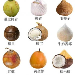 如何挑选椰子新鲜肉多 如何选购富含椰子肉的新鲜椰子