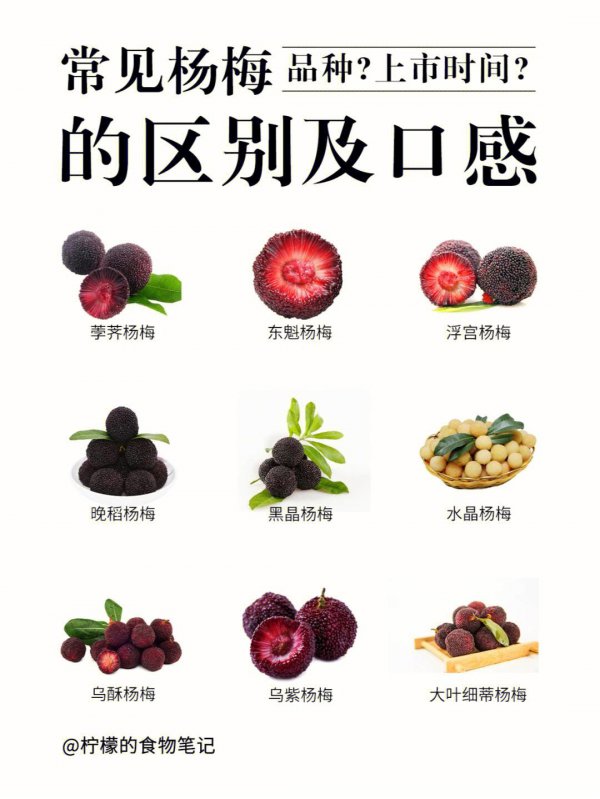 杨梅品种排名