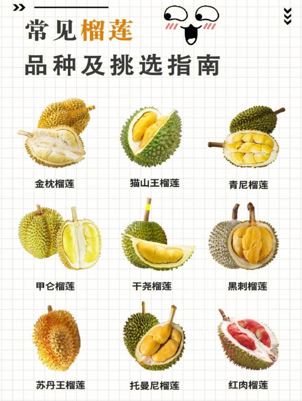马来西亚榴莲品种排名
