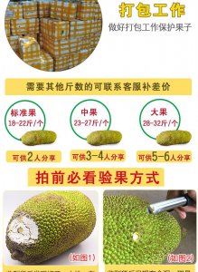 菠萝蜜品种排名 菠萝蜜品种排行榜

菠萝蜜品种排名表