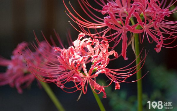 代表绝情的花
