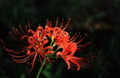代表恶魔的花 恶魔花之誓言
邪恶之花的誓约