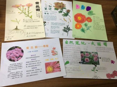 菊花的生长过程 菊花的成长历程