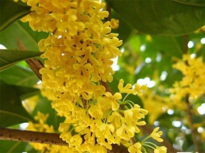 代表学业有成的花 以学有所成的花
花开学有成