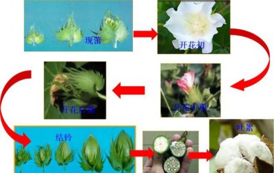 棉花的生长过程 生长过程中的棉花
棉花的成长历程