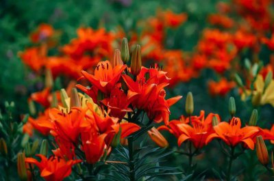 代表党的花 象征党派的花朵