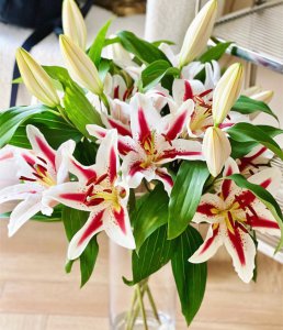 鲜花百合买回家怎么养 百合鲜花如何养护？
