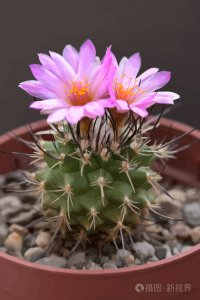 仙人掌属于花还是草 仙人掌是花还是植物？