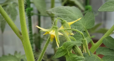 西红柿苗多久开花结果 西红柿苗何时能开花结果？