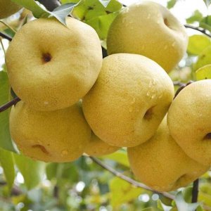砀山梨一年四季都有吗 砀山梨全年四季皆有吗？