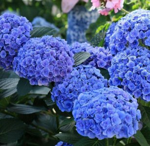 什么绣球花品种最好养又漂亮 哪种绣球花最容易养护且美观？