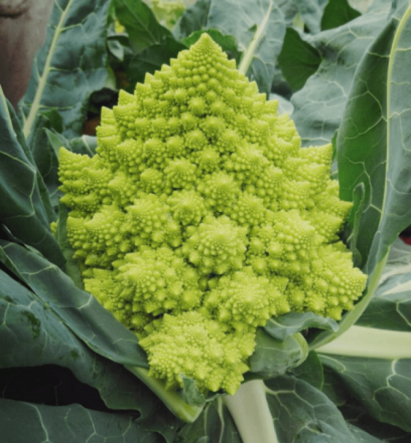 花菜类蔬菜有哪些种类